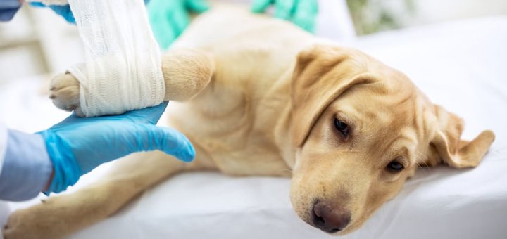 Bandaging a dog in the "Enimalklinik" veterinary center in Kiev. Book an animal for a promotion.