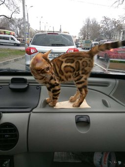 Purebred Bengal kittens in the Odessa cattery ADesaDiamond with delivery across Ukraine. Buy at a discount.12