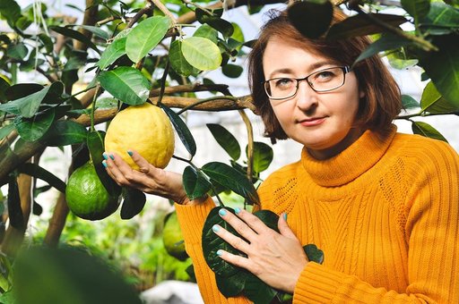 Кімнатний лимон у горщику в інтернет-магазині «Tropikanka» у Києві. Купуйте рослину за знижкою.