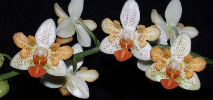 Orchids Dtps. Lianher Orange in the Cvetok online store in Dnipro. Buy at a discount.