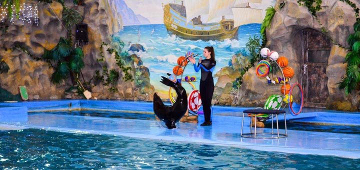 Artists dolphinarium Nemo. Attend the show at a discount