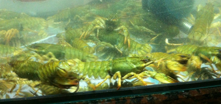 Crayfish