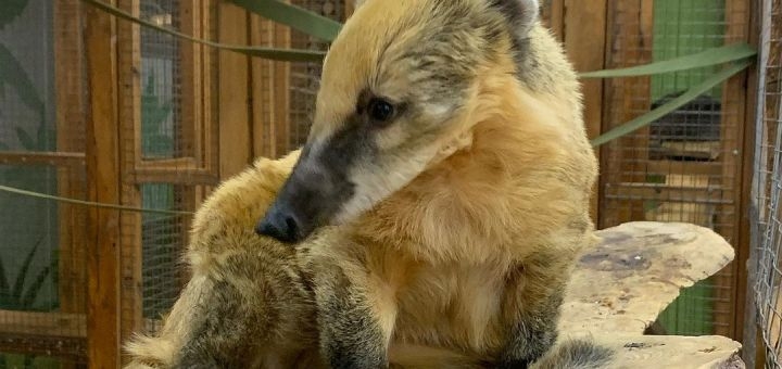 Зоопарк City Zoo в Одессе, скидка на посещение