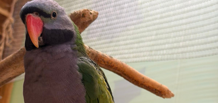 Зоопарк City Zoo в Одессе, скидка на посещение