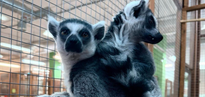 Зоопарк City Zoo в Одессе, скидка на посещение