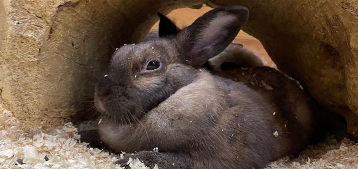 Зоопарк City Zoo в Одессе, скидка на посещение