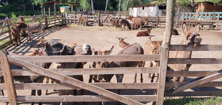 Osloff donkey farm near Kiev, donkeys in a pen