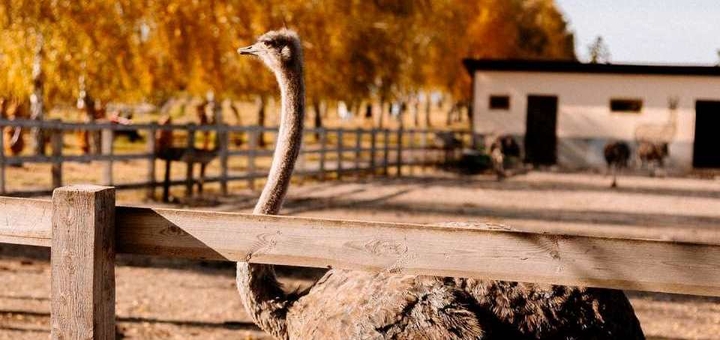 Yasnogorodka Family Ecopark. Ostrich farm