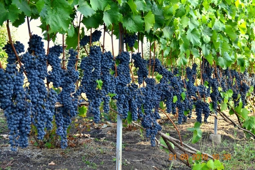 Berezhnyi Winery near Kyiv