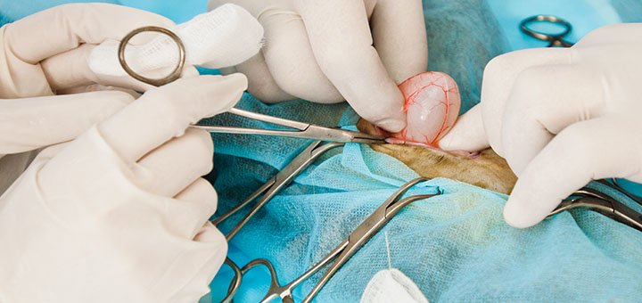 Veterinary surgery at the prohvost veterinary center in Dnipro. Pay for the treatment of your pet for a promotion.