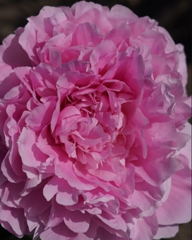 Ayris Online Store. Order products on sale.