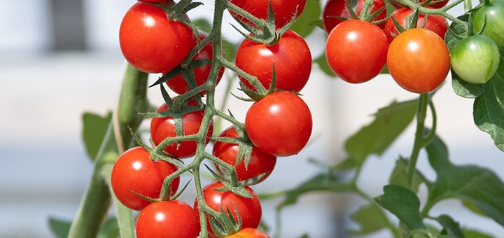 Ayris online gardening store. Order now with special offers.