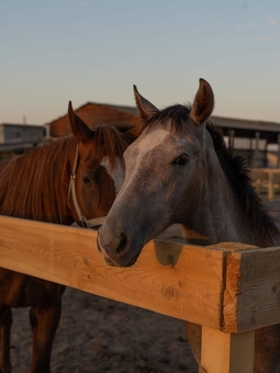 Demos Equestrian Club. Visit with special offer 11