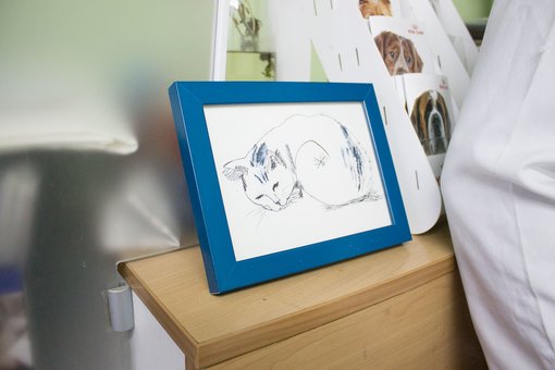 Veterinary master class for children at the Prokhvost veterinary center in Dnipro. Sign up for the promotion.