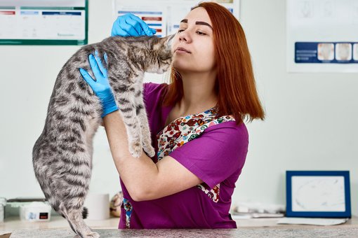 Vaccination of rabbits in the «ProKhvost» center in the Dnieper. Bring your pet for the promotion.