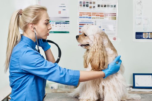 Examination of the dog in the clinic «ProKhvost» in the Dnieper. Sign up for the promotion.