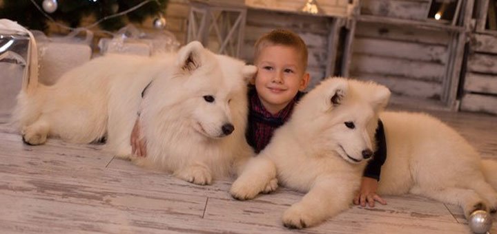 Фотосессия с самоедской лайкой. Аренда животных для фотосессий. Аренда лайки для фотосессии Винница.